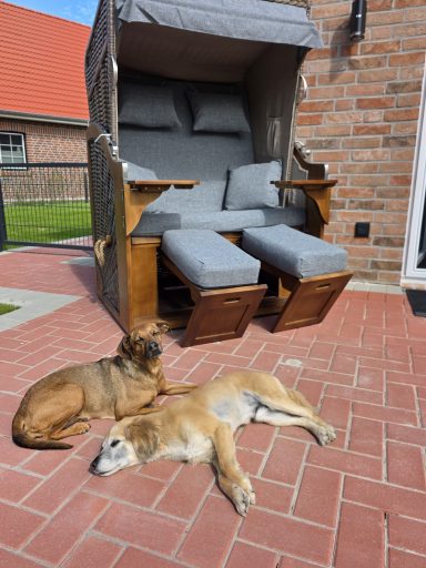 Zwei Hunde liegen auf einem roten Pflastersteinboden vor einem Liegestuhl.